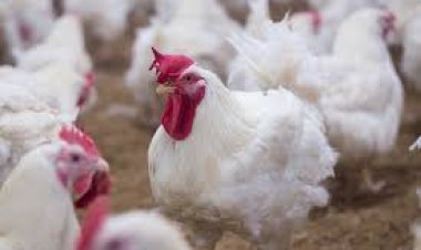 Relief news for Delhi, 100 samples of Ghazipur mandi have no symptoms of bird flu.