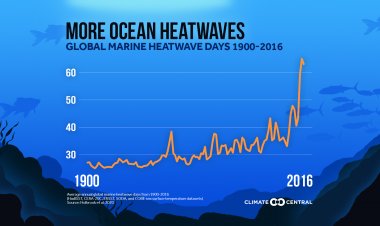The sea heat wave can become more intense, the thickness of the layer above the sea is decreasing every year