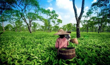 How a positive mindset turned over the luck : 2 lakh earning per month by Home Delivery of Tea