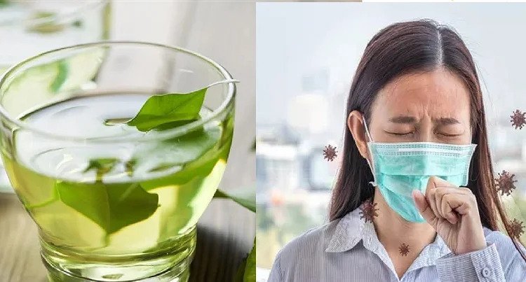 Green Tea Prevent Covid-19: Can drinking green tea prevent Covid-19 disease? know what is the truth