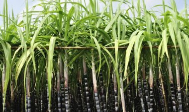 Farmers are getting double the production by cultivating sugarcane through trench method, know how farming is done under this