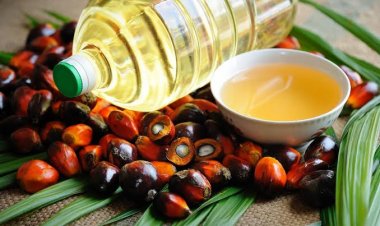 Palm Oil: Domestic palm cultivation will reduce import dependence, expected to produce 28 lakh tonnes of additional palm oil