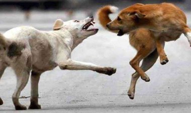 Dog attacks: Postal worker was attacked by a herd of dogs, painful death, incidents are increasing rapidly in America