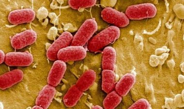 America: Researchers in America have prepared such a layer, which will kill bacteria in minutes