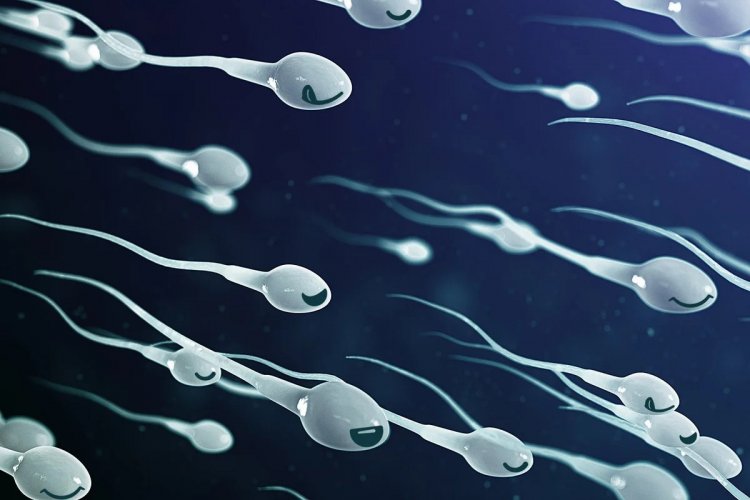 Infertility in Male: Men must eat this food, sperm count will increase!