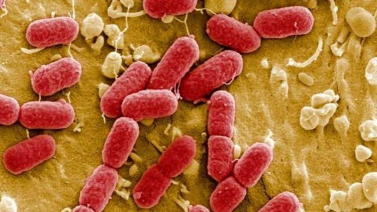 America: Researchers in America have prepared such a layer, which will kill bacteria in minutes