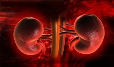 Kidney: To keep the kidney healthy, include these things in your diet