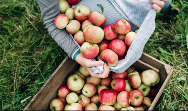Apple Side Effects: eating multiple apples each day may cause several adverse side effects