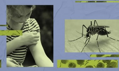 Dengue Prevention Tips: Try These 5 Simple Tips To Keep Dengue Mosquitoes Away From Home