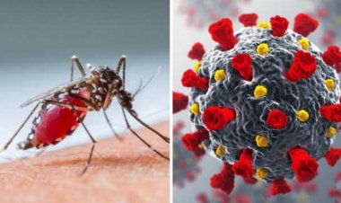 Covid-19 or Dengue: Many symptoms of dengue and covid-19 are similar, know how to understand the difference