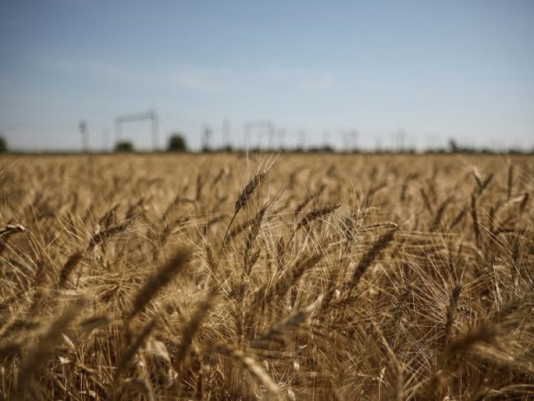 UN Backed Grain Deal: Moscow suspends participation in UN-backed grain deal with Ukraine