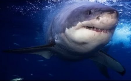 Australia: Minor girl killed in shark attack, jumped into river after watching dolphins