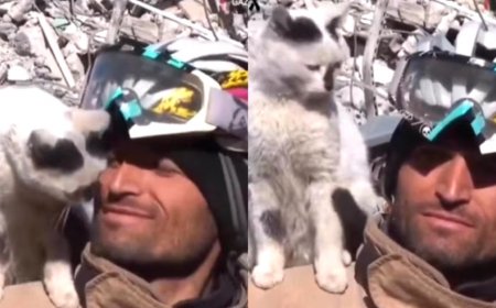 Turkey Earthquake: cat refuses to leave the rescuer who rescued it from rubble in Turkey, watch video
