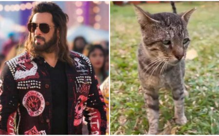 'Billi Billi', the second song of Salman Khan's movie 'Kisi Ka Bhai Kisi Ki Jaan' will be released on this day, viral video