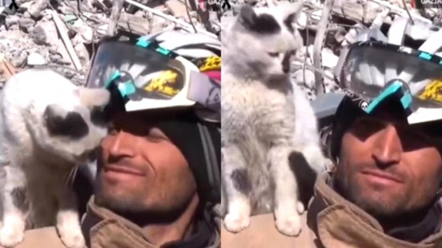 Turkey Earthquake: cat refuses to leave the rescuer who rescued it from rubble in Turkey, watch video