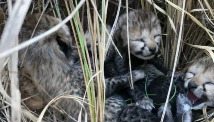 Cheetah gives birth to 4 healthy cubs in Kuno: the female cheetah brought from Namibia in the first batch