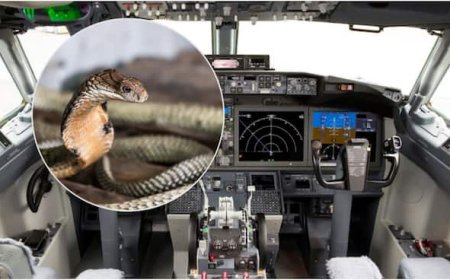 South Africa: pilot finds a 'Cobra' in the Cockpit of the plan makes an emergency landing
