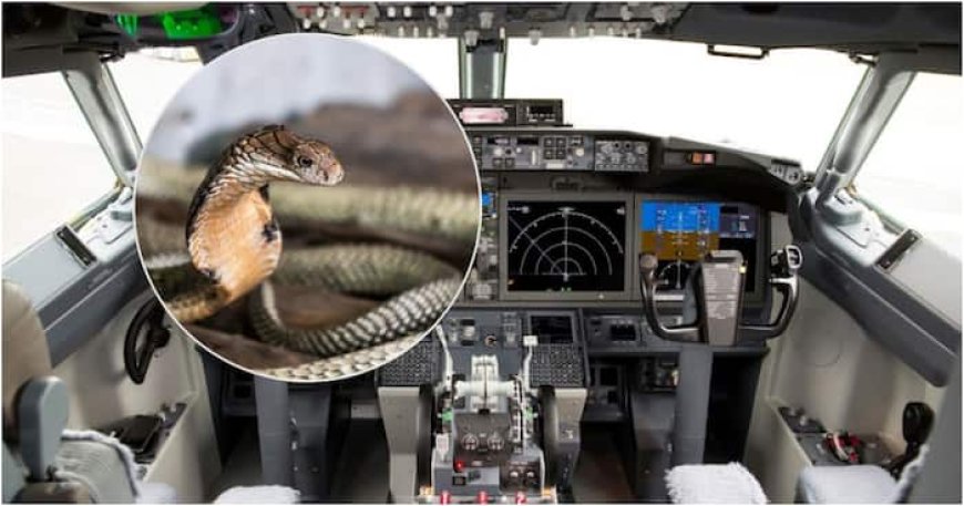 South Africa: pilot finds a 'Cobra' in the Cockpit of the plan makes an emergency landing