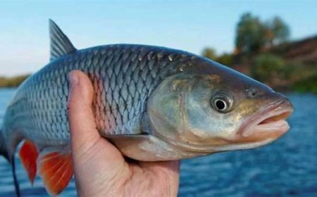 Fishing in Kerala will be banned for 52 days, will come into effect from midnight today