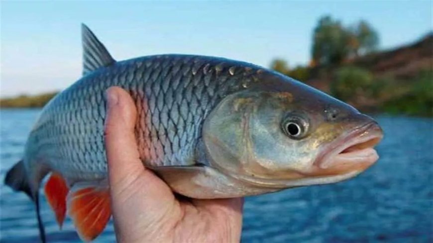 Fishing in Kerala will be banned for 52 days, will come into effect from midnight today