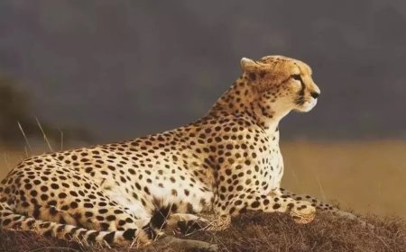 Project Cheetah: After Namibia and South Africa, now cheetahs can be brought from Kenya, talks started