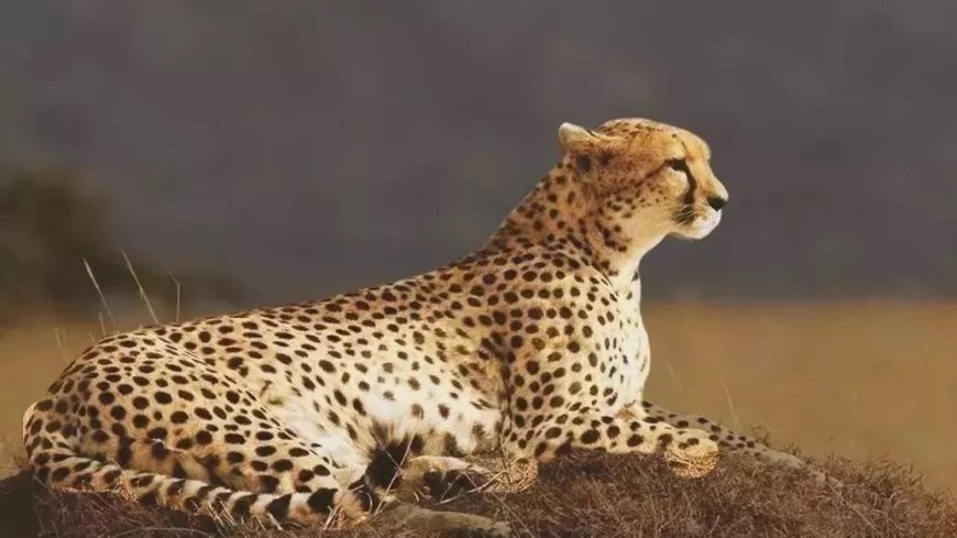 Project Cheetah: After Namibia and South Africa, now cheetahs can be brought from Kenya, talks started