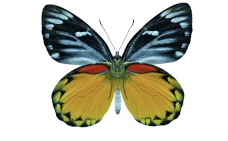 Tribal Design Forum's Kohima Bootcamp Brings Together Experts to Empower Nagaland's Tribal Communities